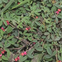 <i>Indigofera trifoliata</i>  L.